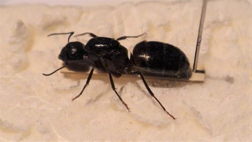 Camponotus ligniperda